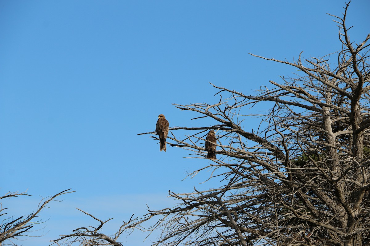 Black Kite - ML645201529