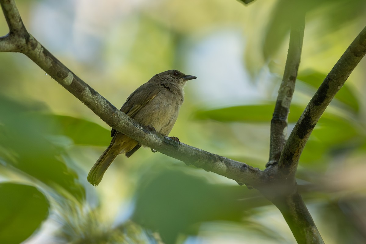 Olive-winged Bulbul - ML645201530