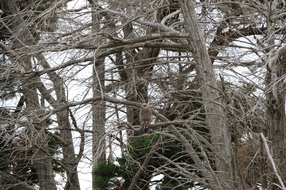 Black Kite - ML645201531