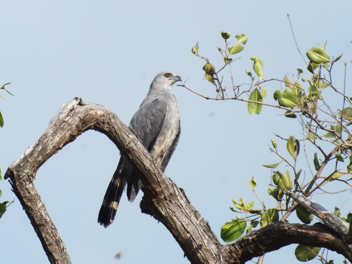 Crane Hawk - ML645201535