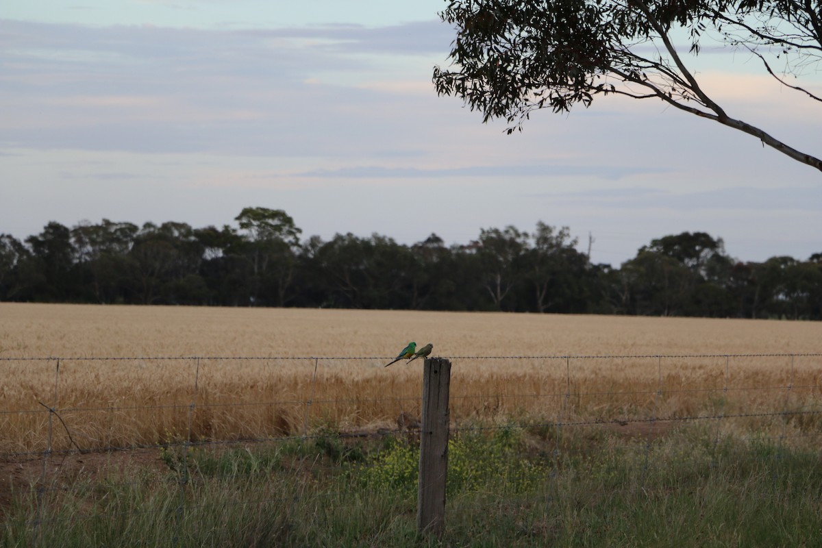 Red-rumped Parrot - ML645201540