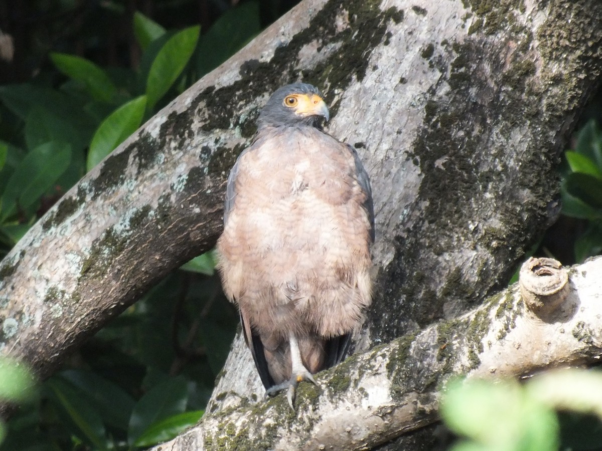 Rufous Crab Hawk - ML645201541