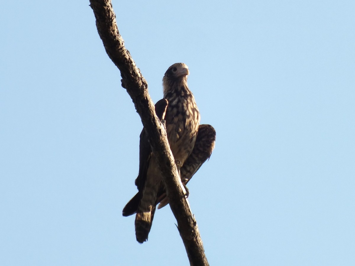 Great Black Hawk - ML645201542