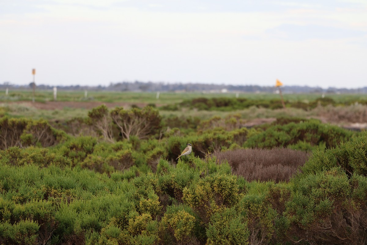 Singing Honeyeater - ML645201543