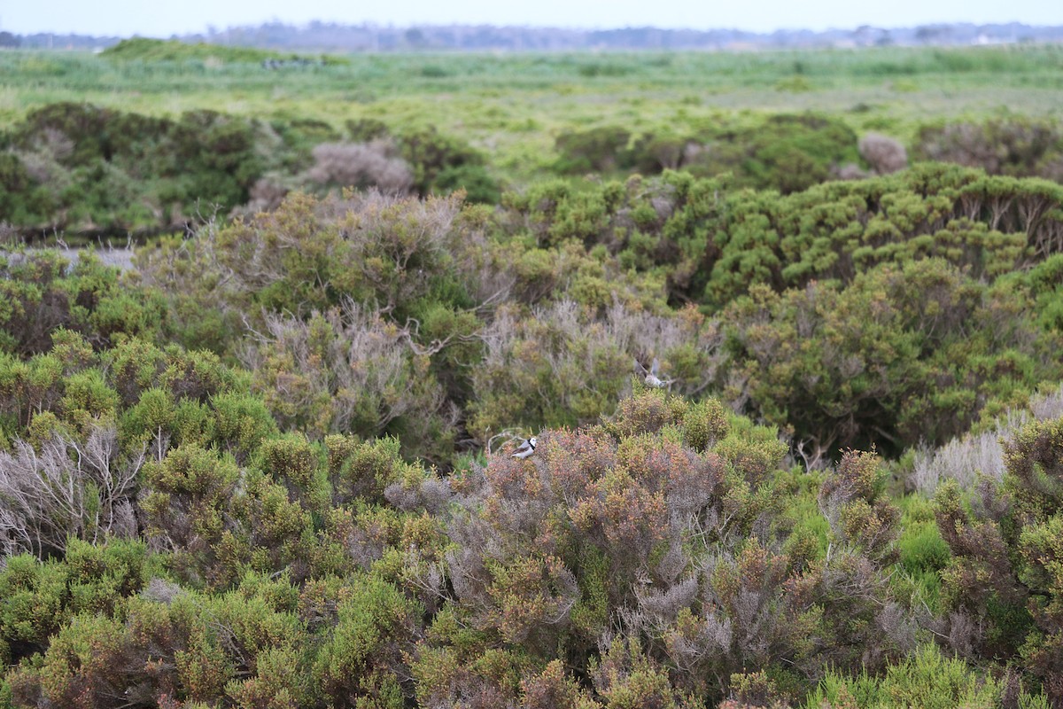 White-fronted Chat - ML645201546