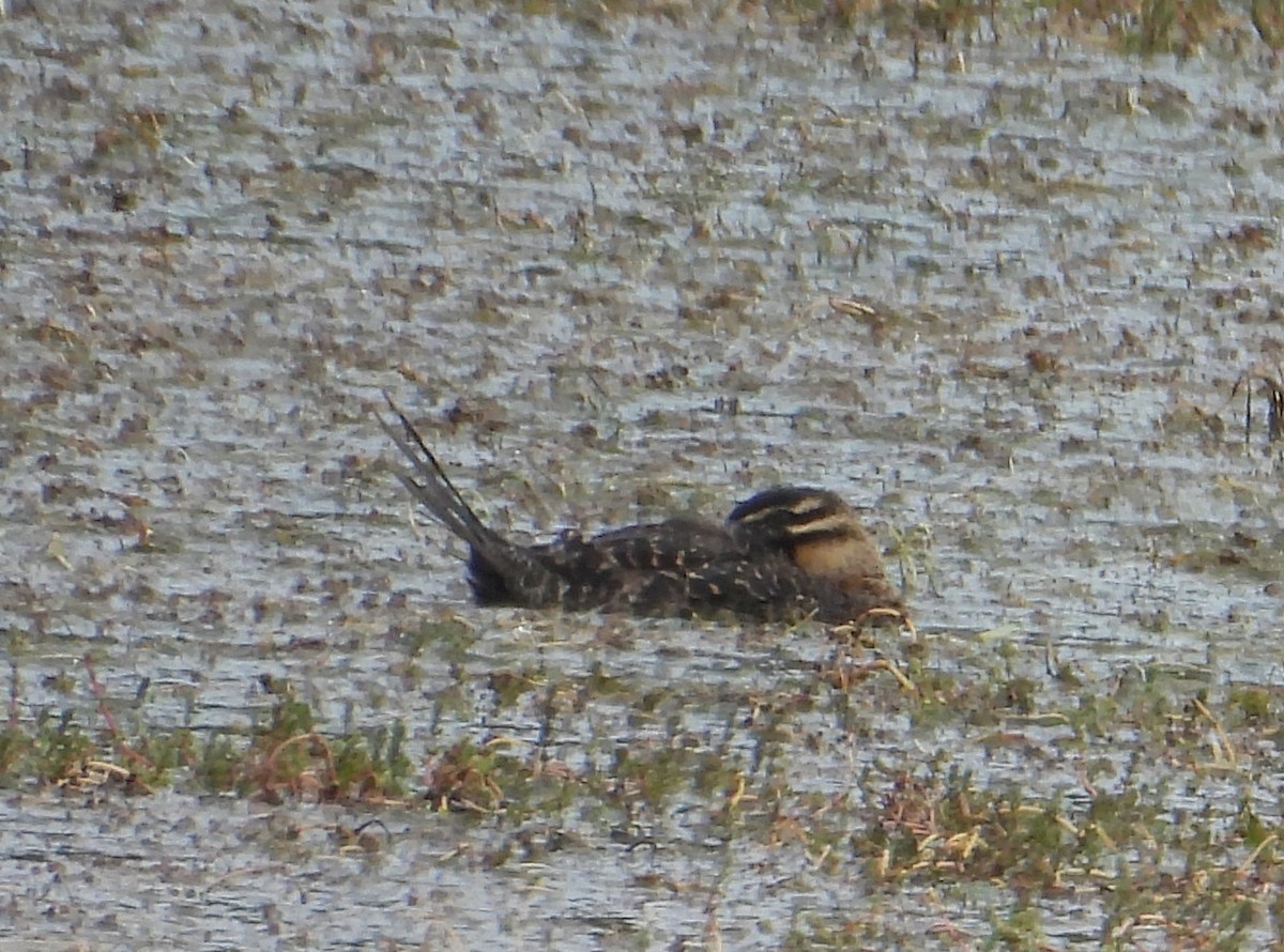 maskeand - ML645201547