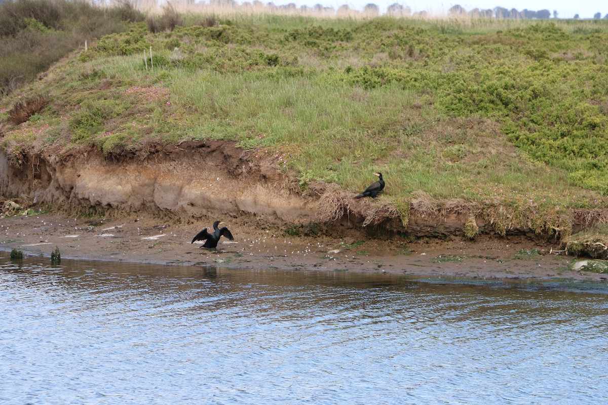 storskarv - ML645201548