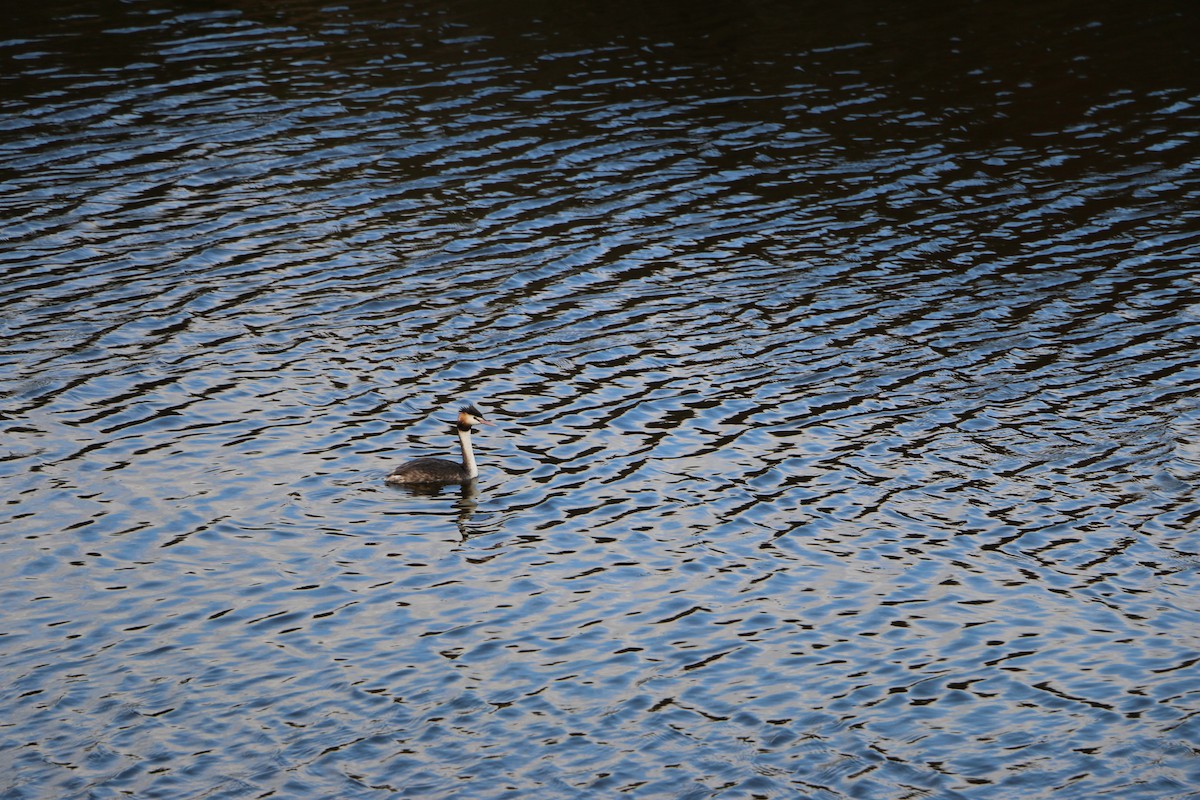 Great Crested Grebe - ML645201549