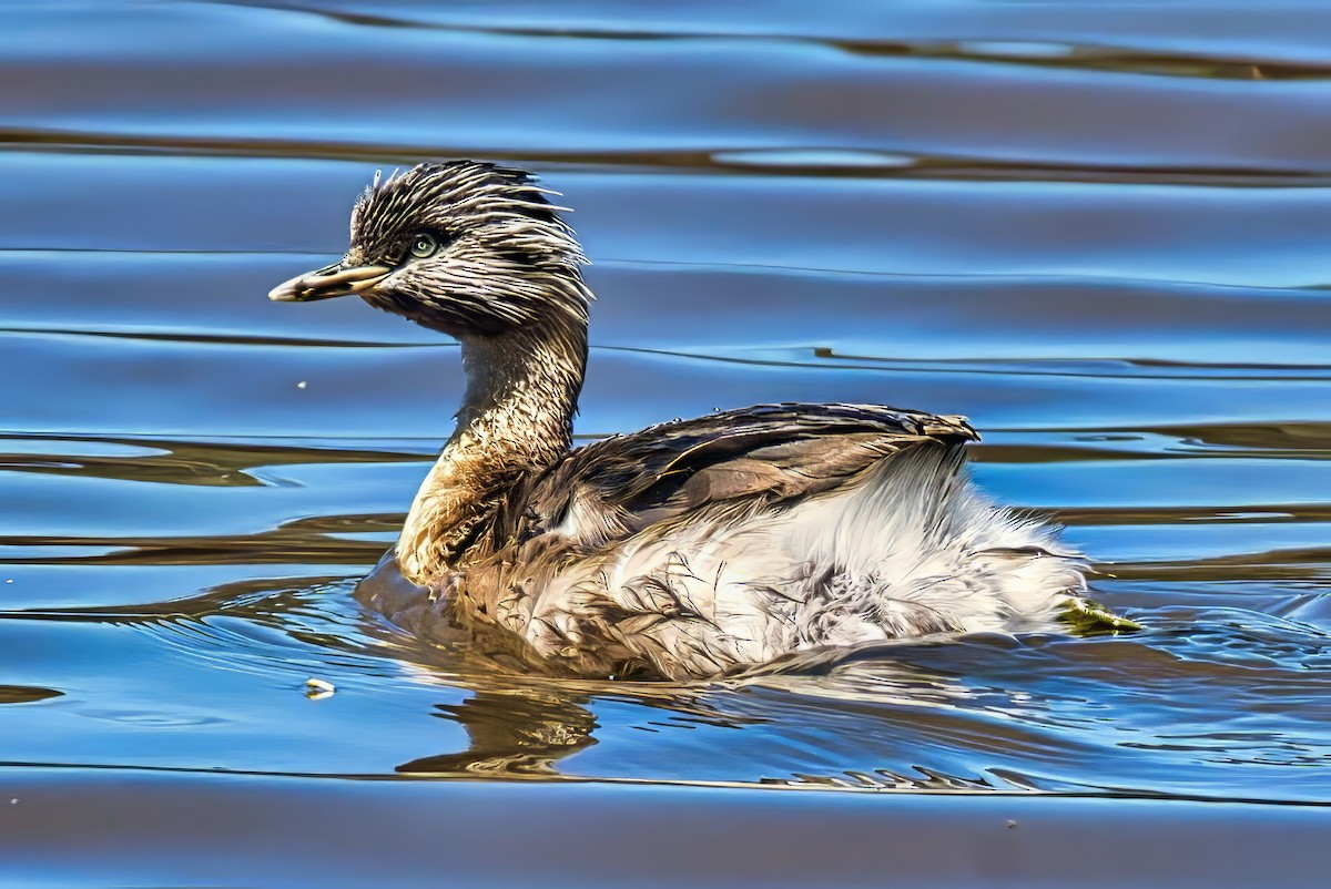 Hoary-headed Grebe - ML645201553