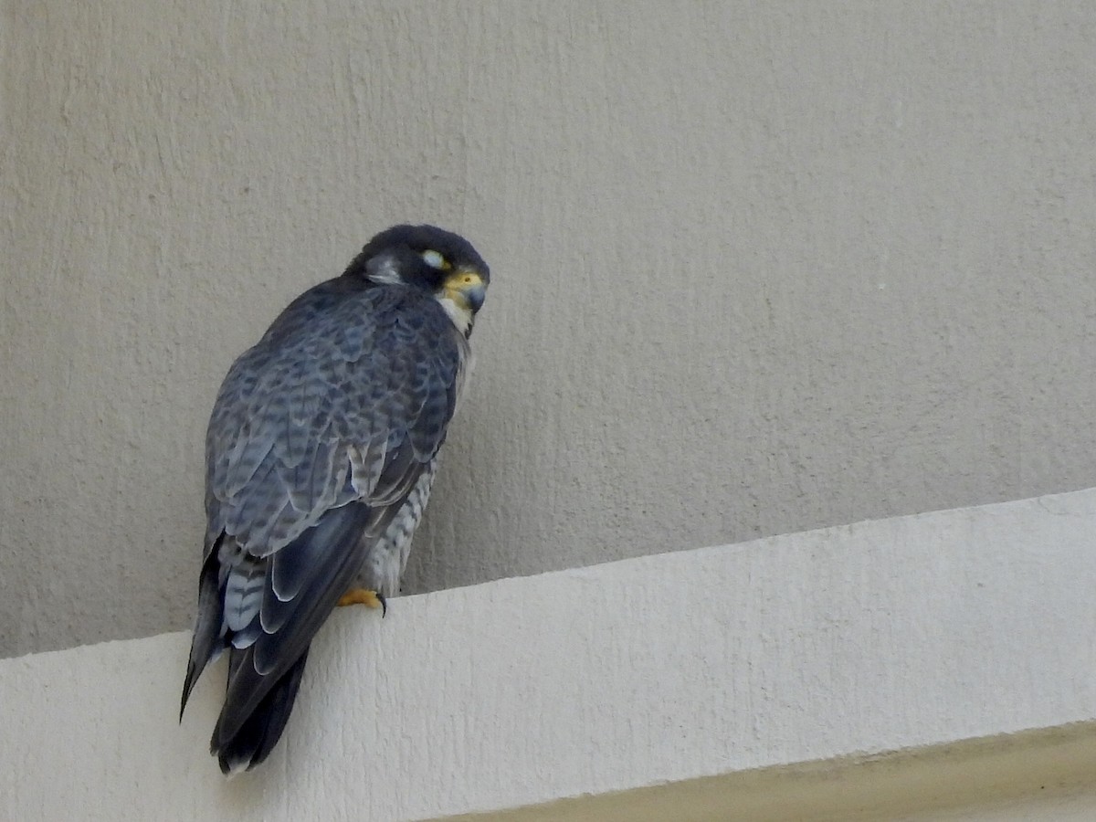 sokol stěhovavý - ML645201556