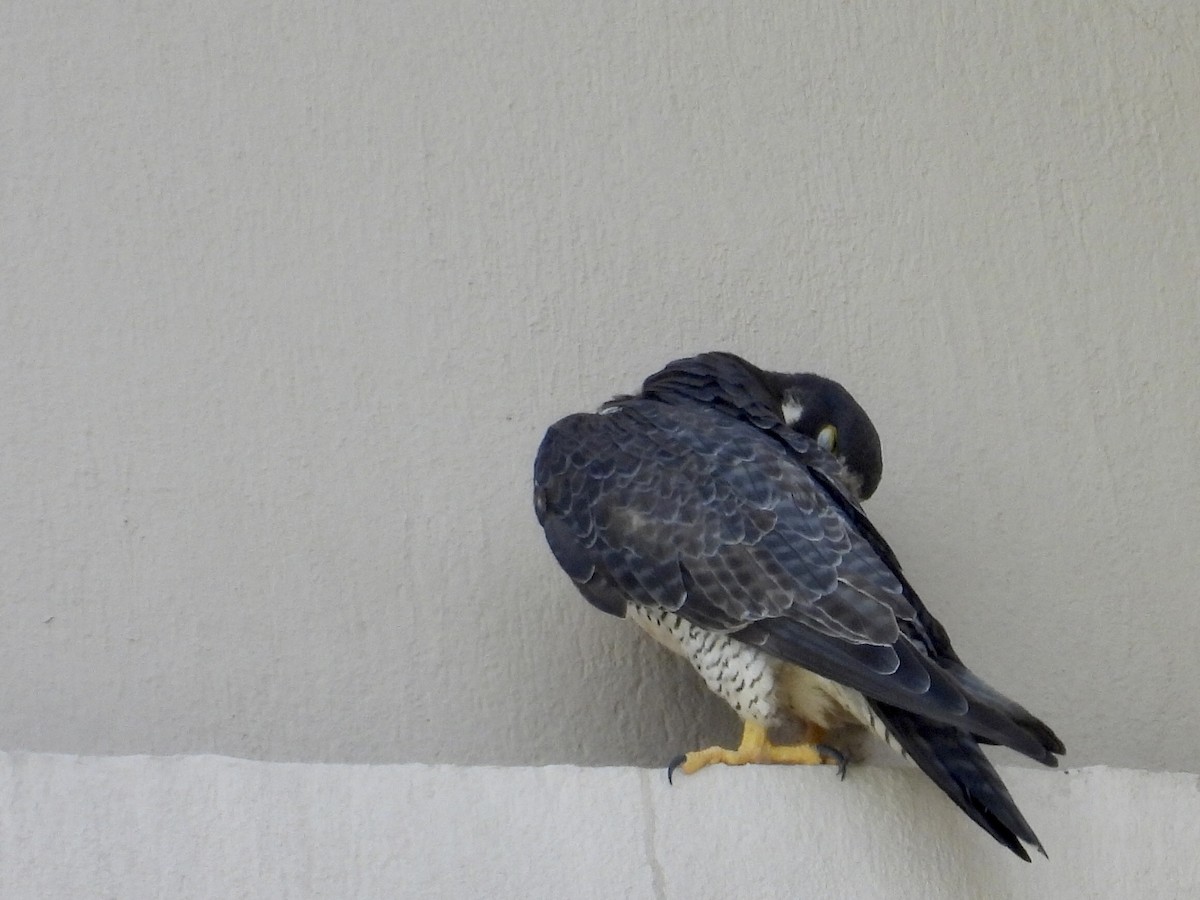 sokol stěhovavý - ML645201557