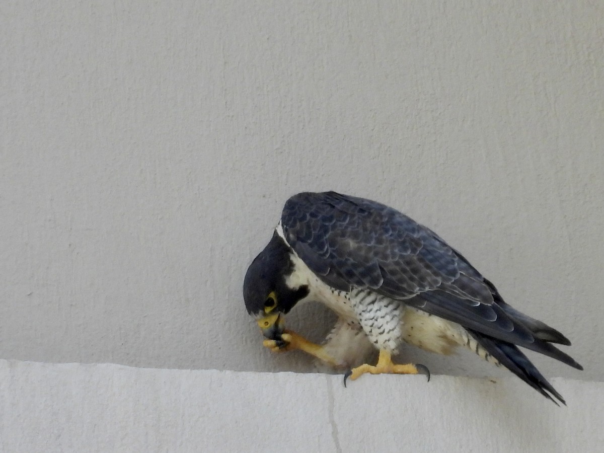 sokol stěhovavý - ML645201558