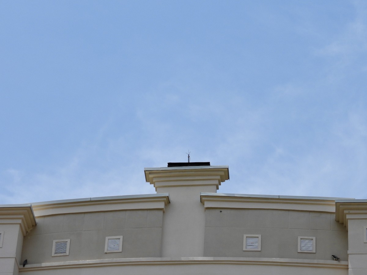 sokol stěhovavý - ML645201574