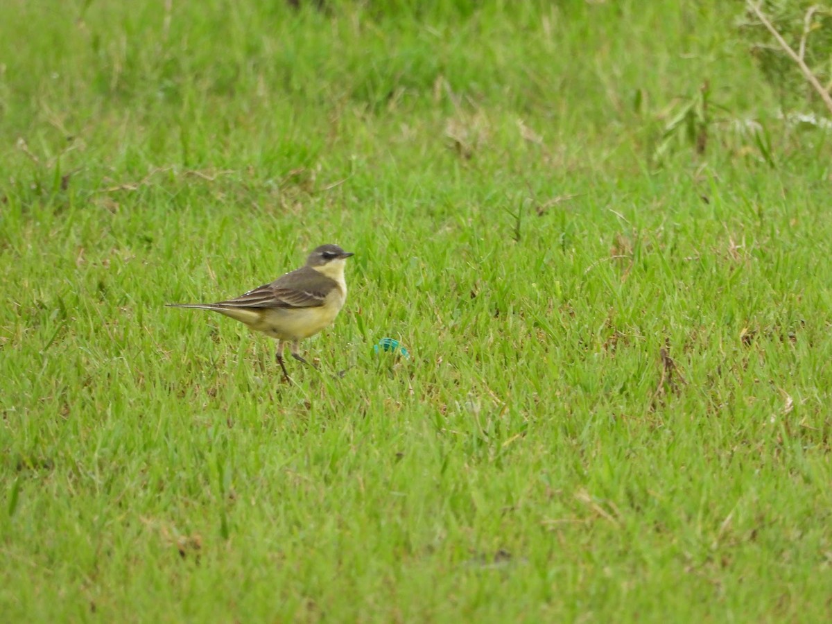 Eastern Yellow Wagtail - ML645201575