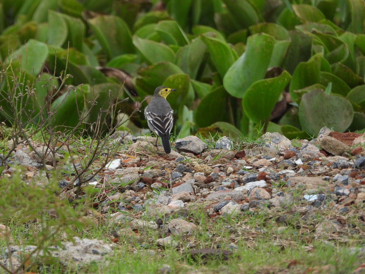 Citrine Wagtail - ML645201580