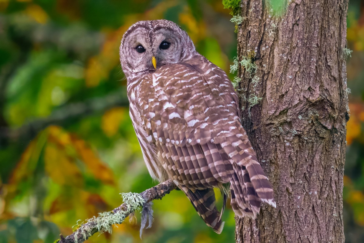 Barred Owl - ML645201585