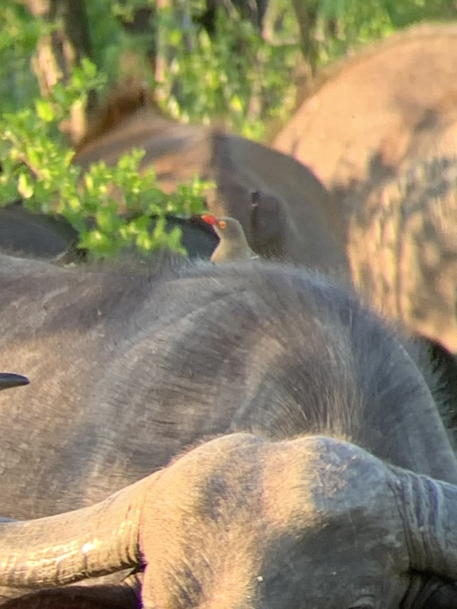 Red-billed Oxpecker - ML645201586