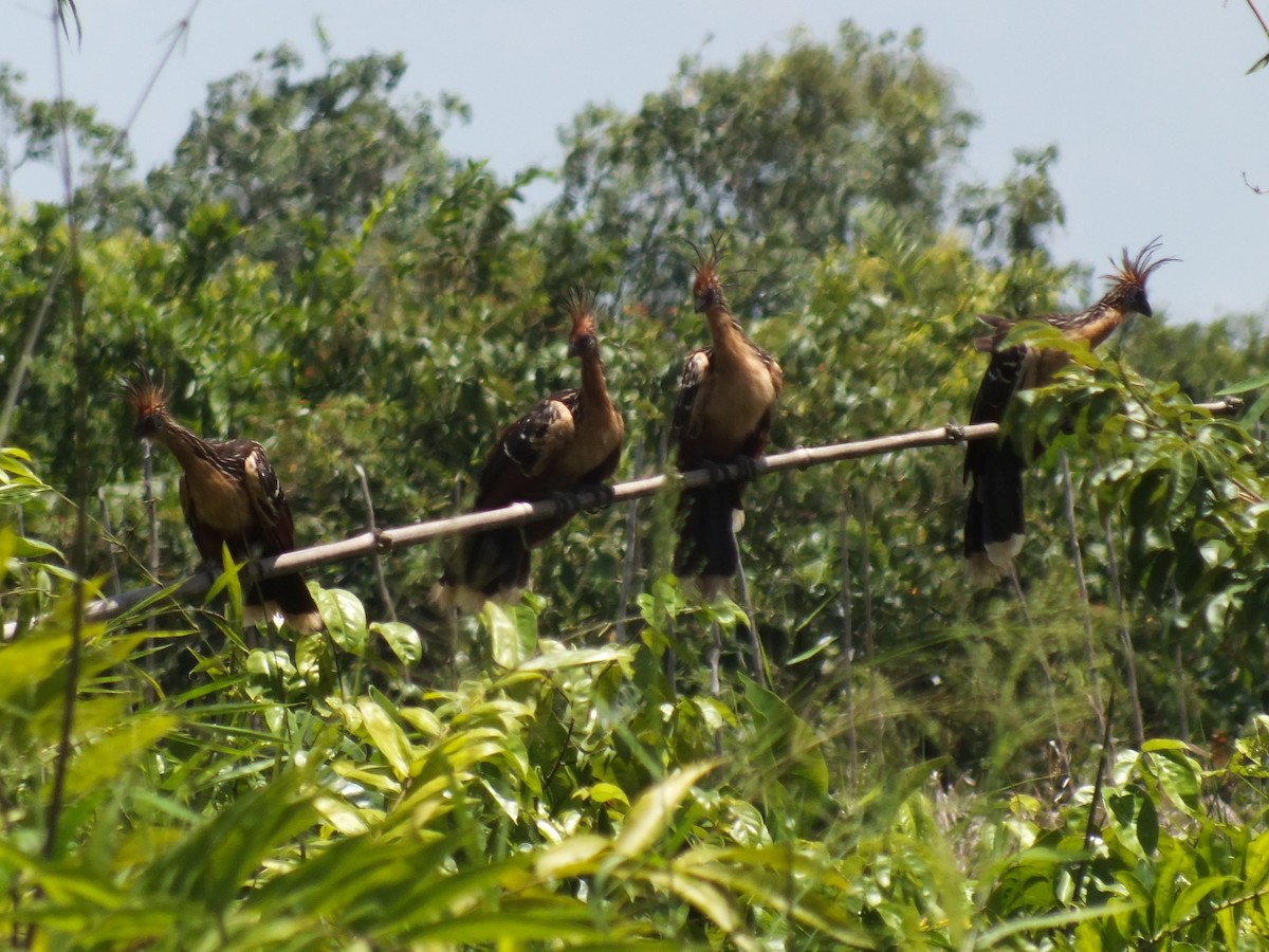 Hoatzin - ML645201592