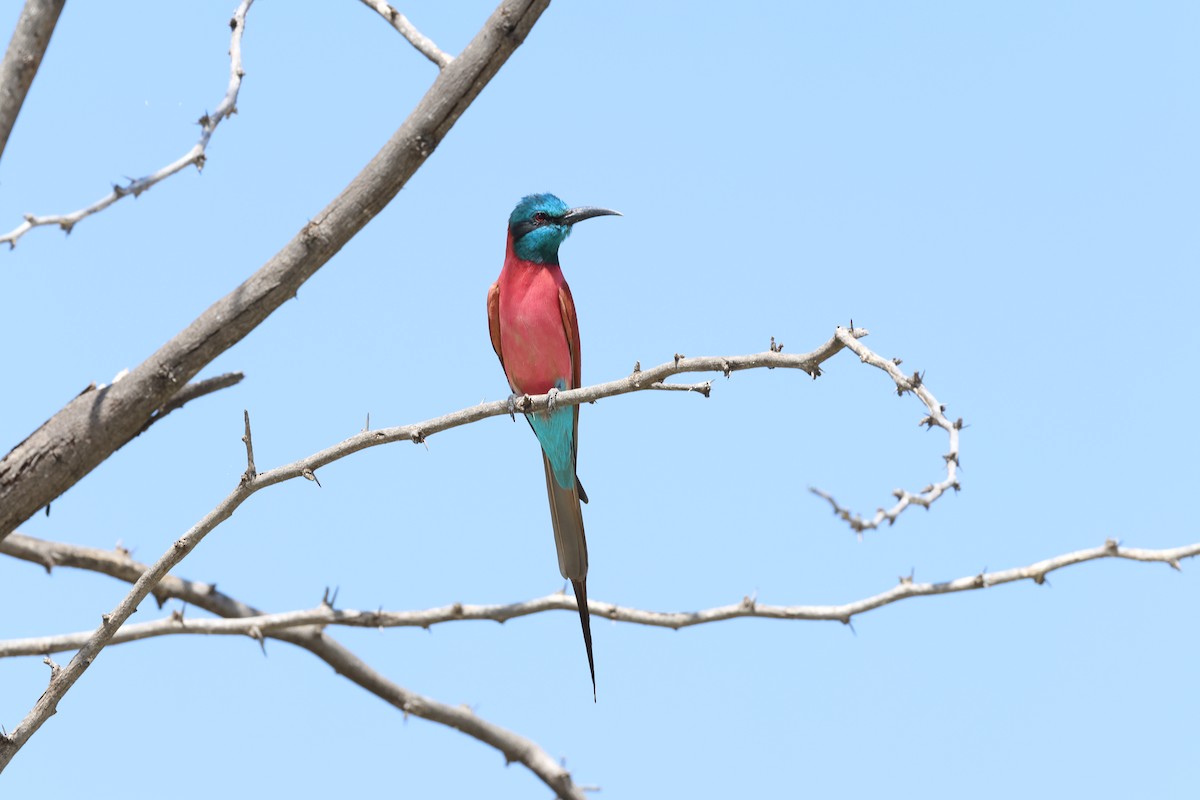 שרקרק ורוד - ML645201596