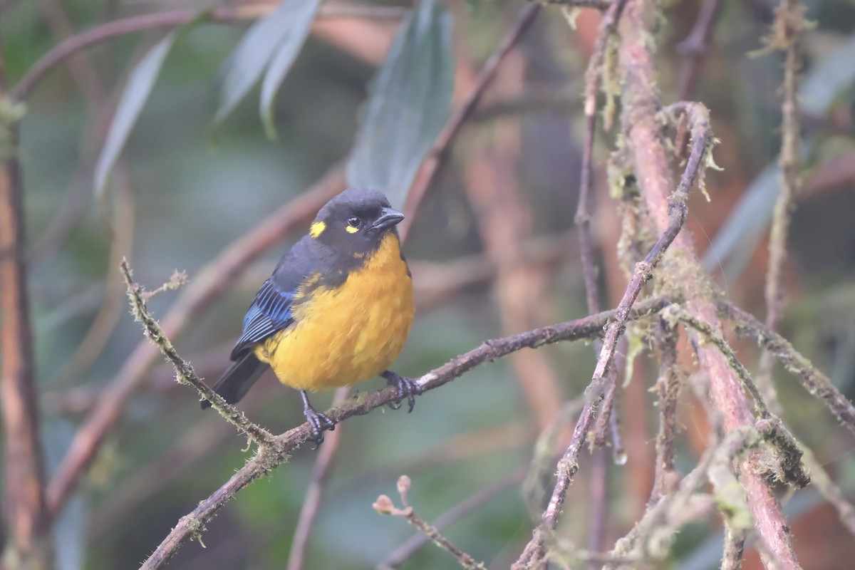 Lacrimose Mountain Tanager - ML645201599