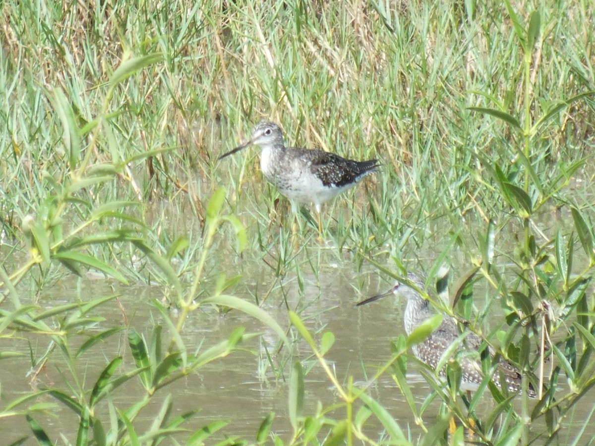 Greater Yellowlegs - ML645201601