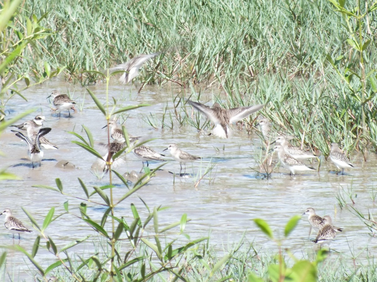Semipalmated Sandpiper - ML645201604