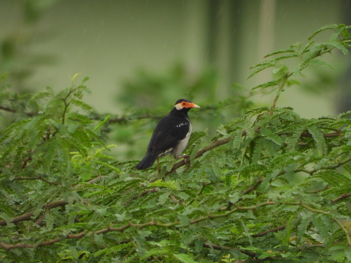 Indian Pied Starling - ML645201615