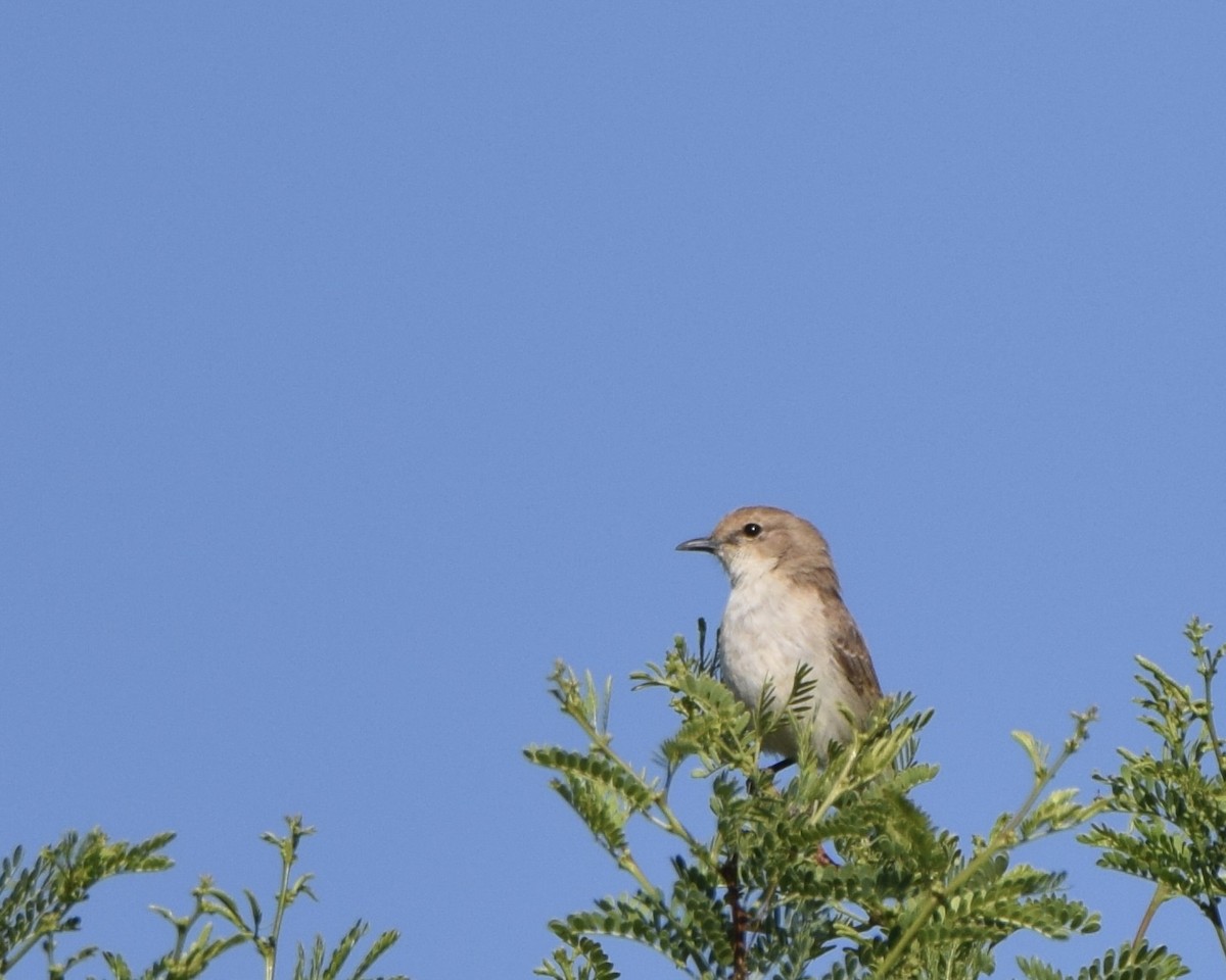 Marico Flycatcher - ML645201617