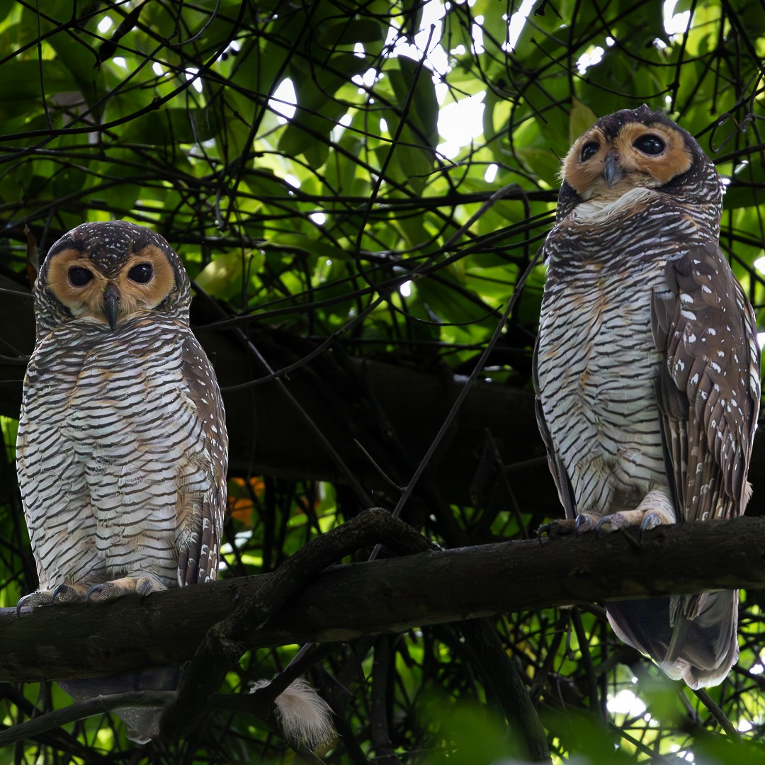 Spotted Wood-Owl - ML645201632