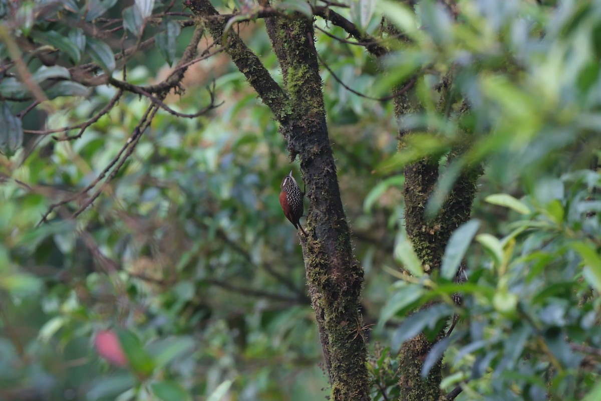 Pearled Treerunner - ML645201651