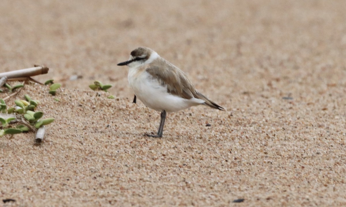 White-fronted Plover - ML645201662
