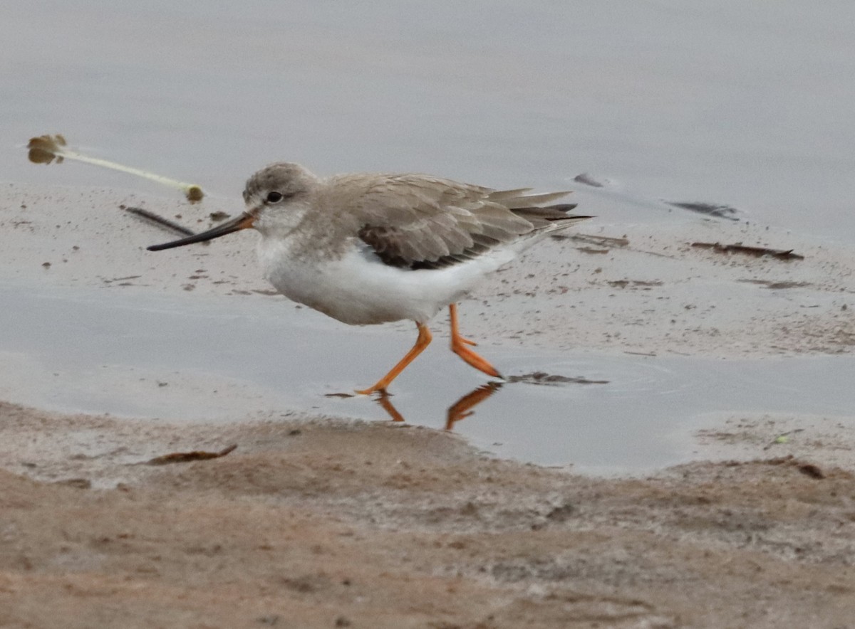 tereksnipe - ML645201684