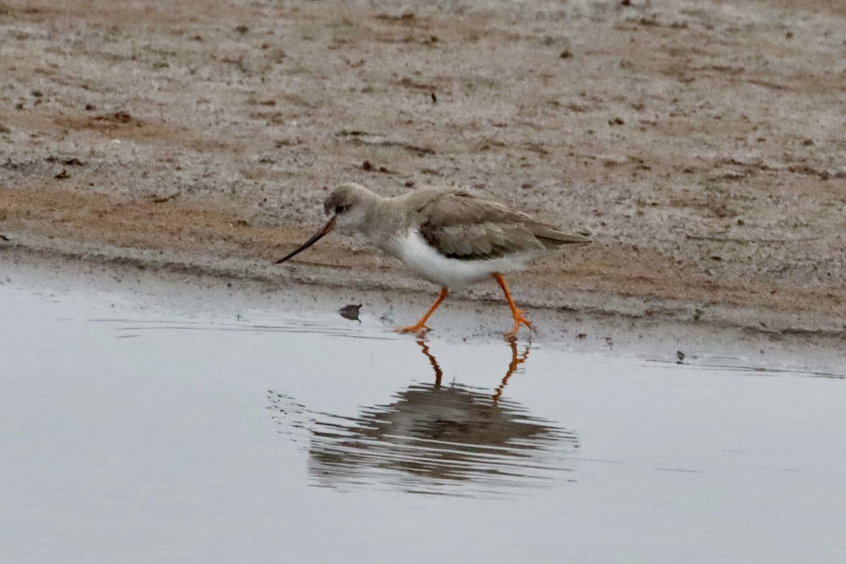 tereksnipe - ML645201686