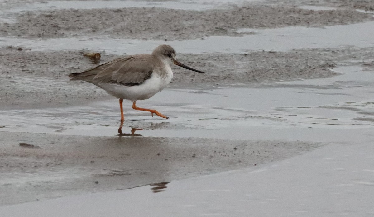 tereksnipe - ML645201687