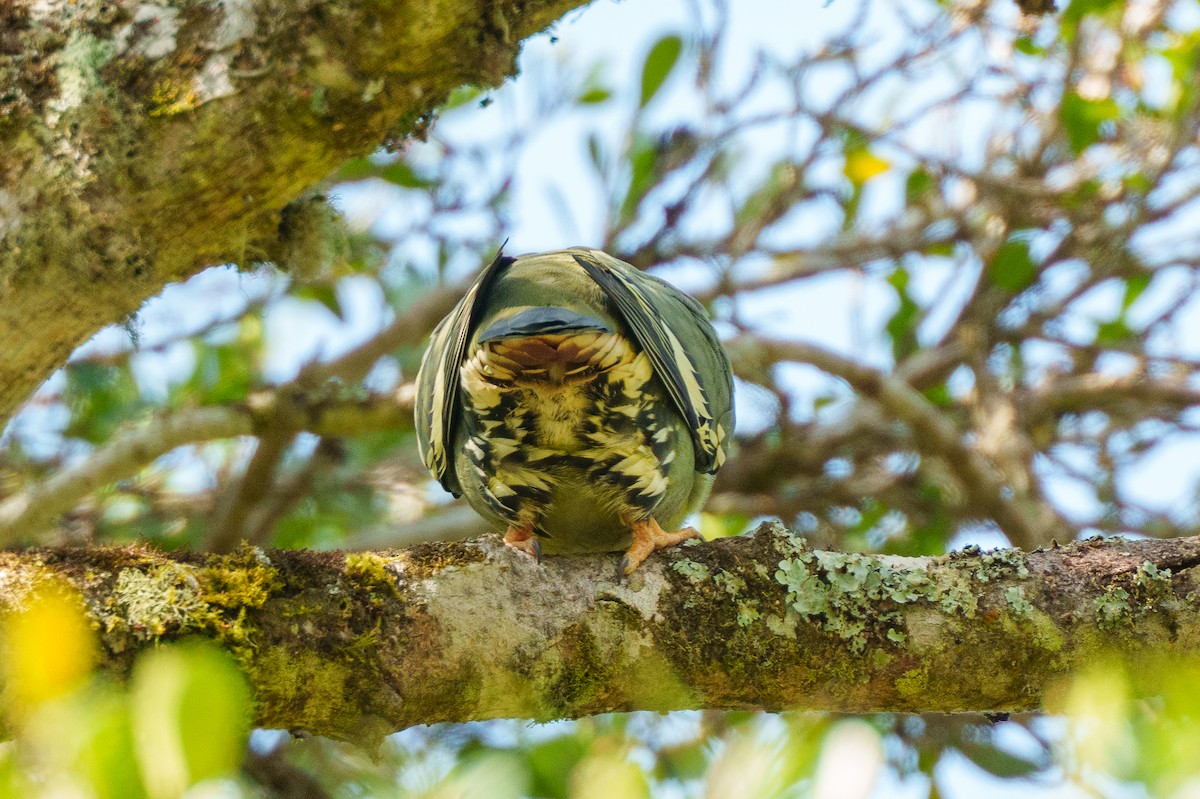 マダガスカルアオバト - ML645201710