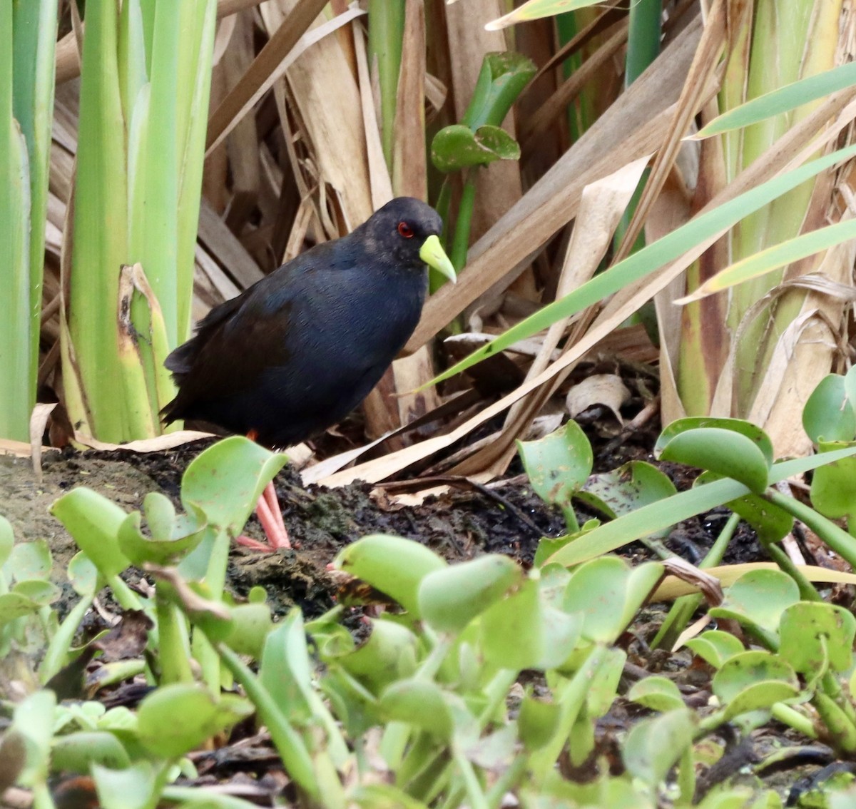 svartrikse - ML645201777