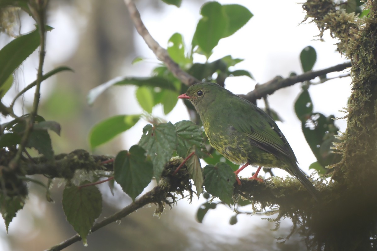 Green-and-black Fruiteater - ML645201786