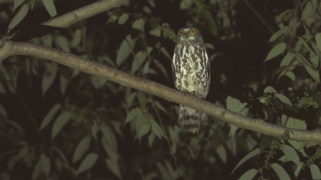 Сова-голконіг далекосхідна - ML645201813