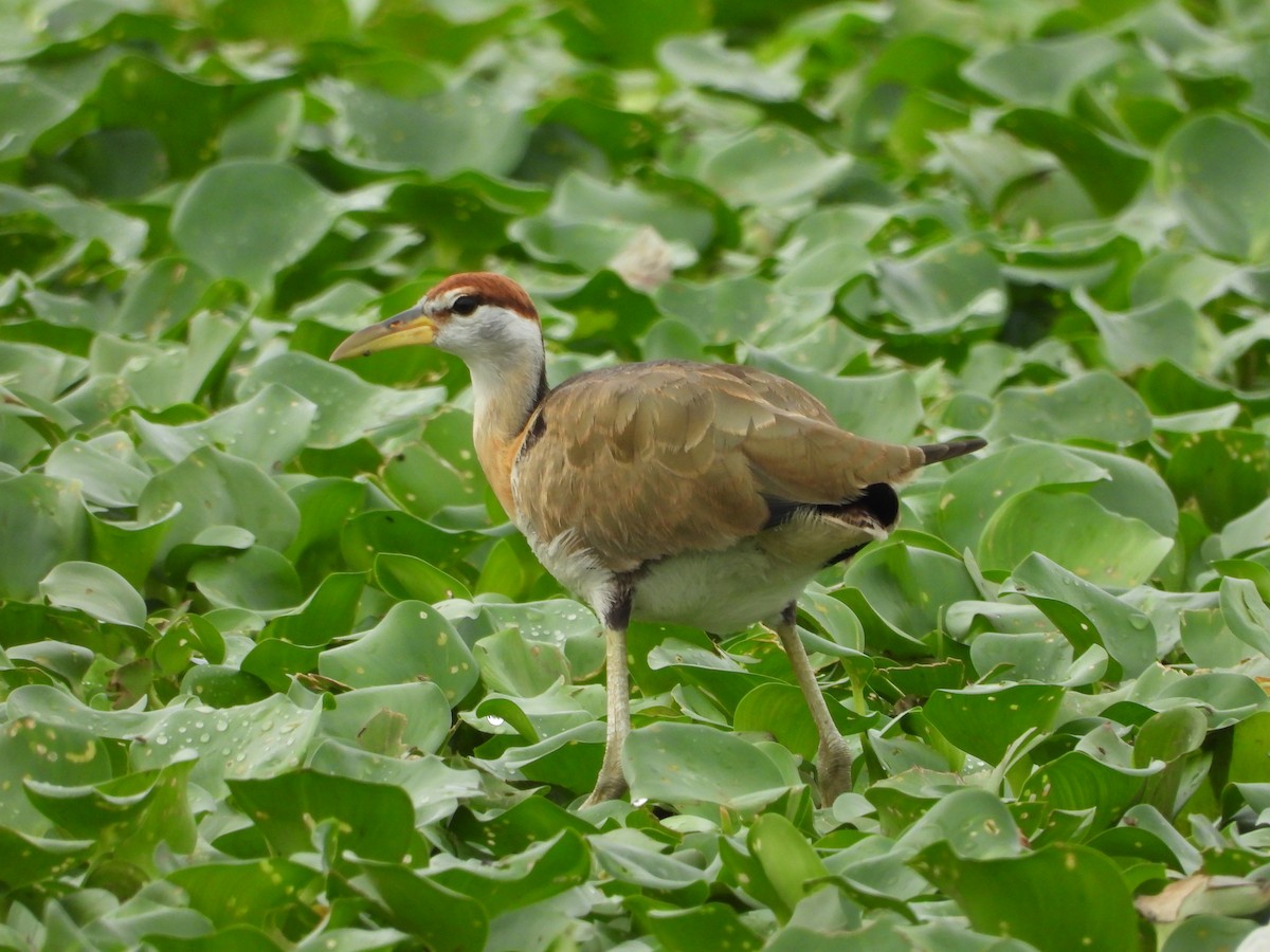 Bronze-winged Jacana - ML645201824