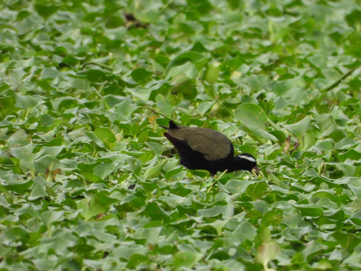 Bronze-winged Jacana - ML645201825