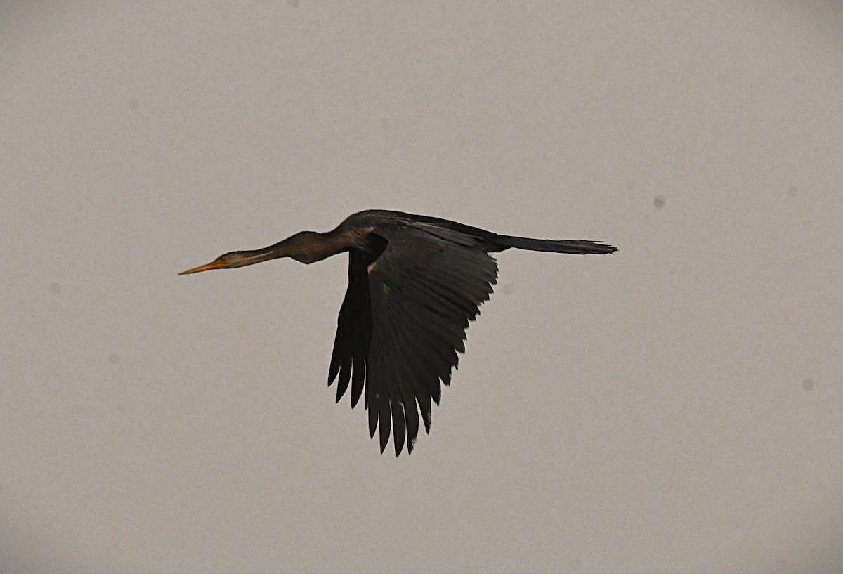 orientslangehals - ML645201875