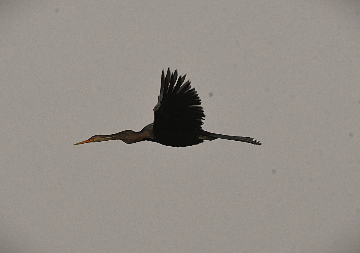 orientslangehals - ML645201877