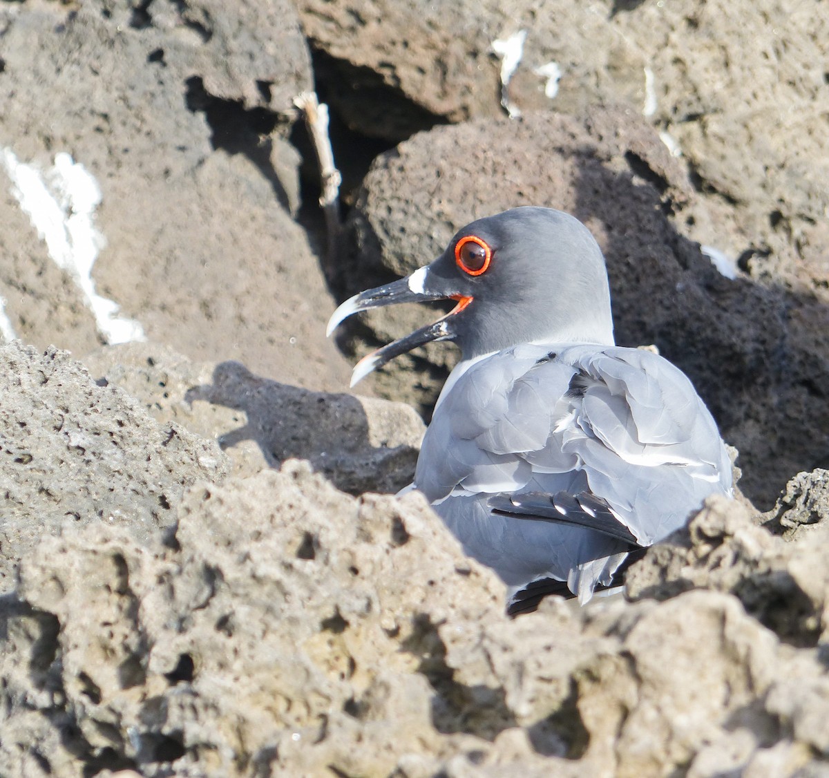Swallow-tailed Gull - ML645201913