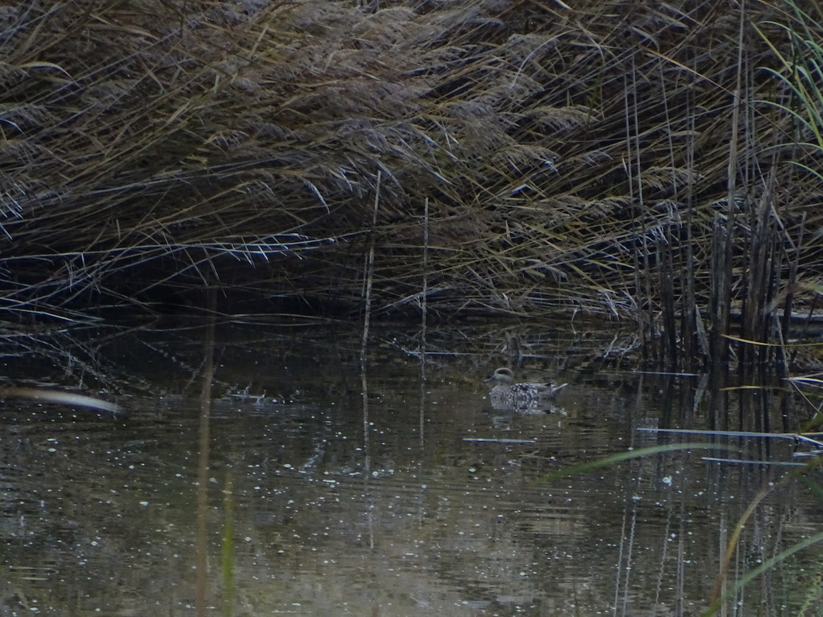 Marbled Duck - ML645201921