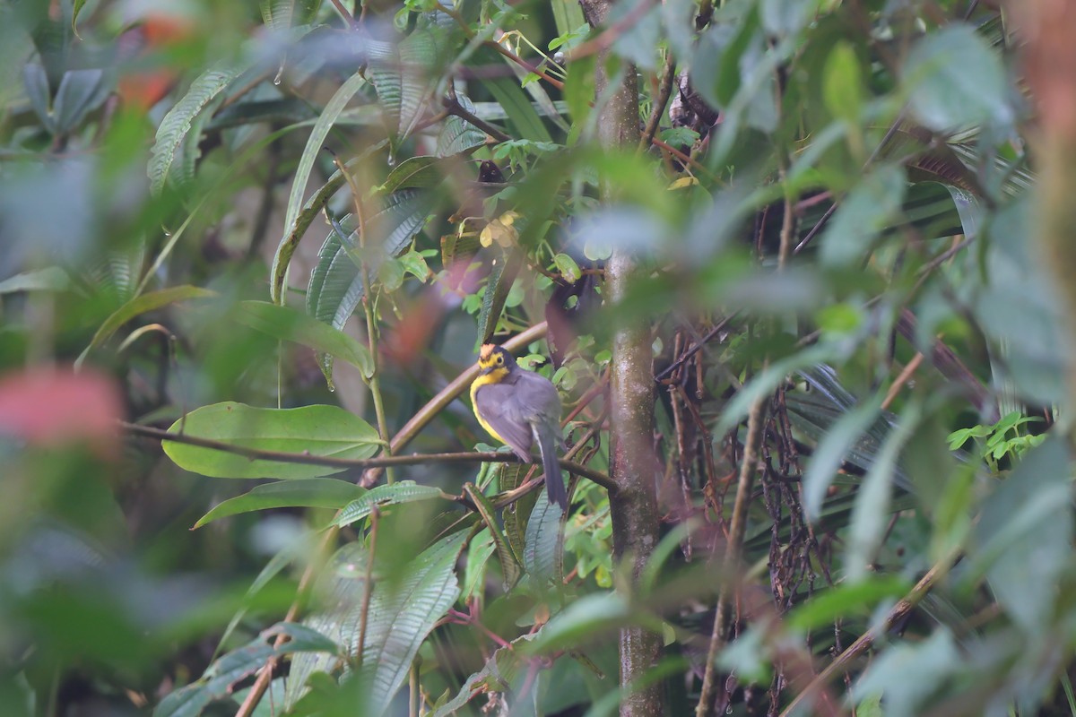 Spectacled Redstart - ML645201940