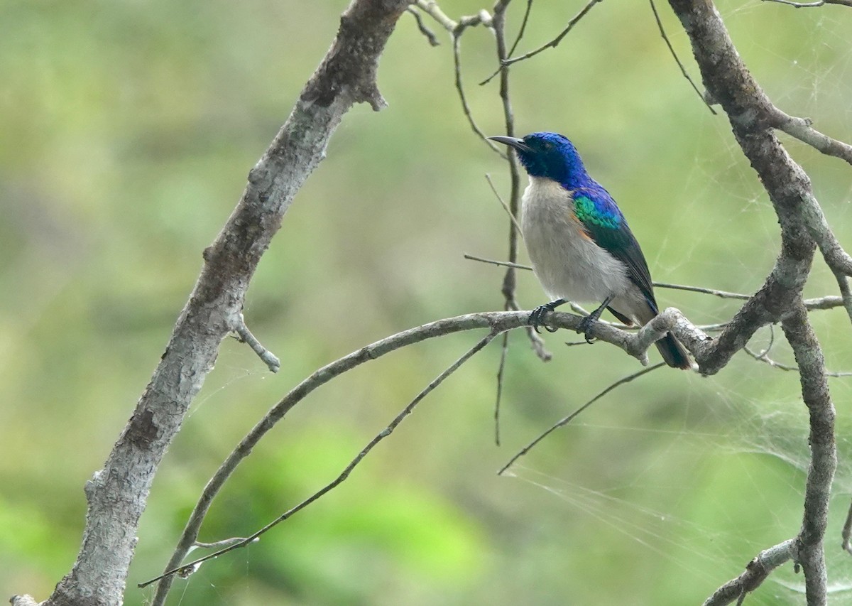 ルリイロコバシタイヨウチョウ - ML645201950