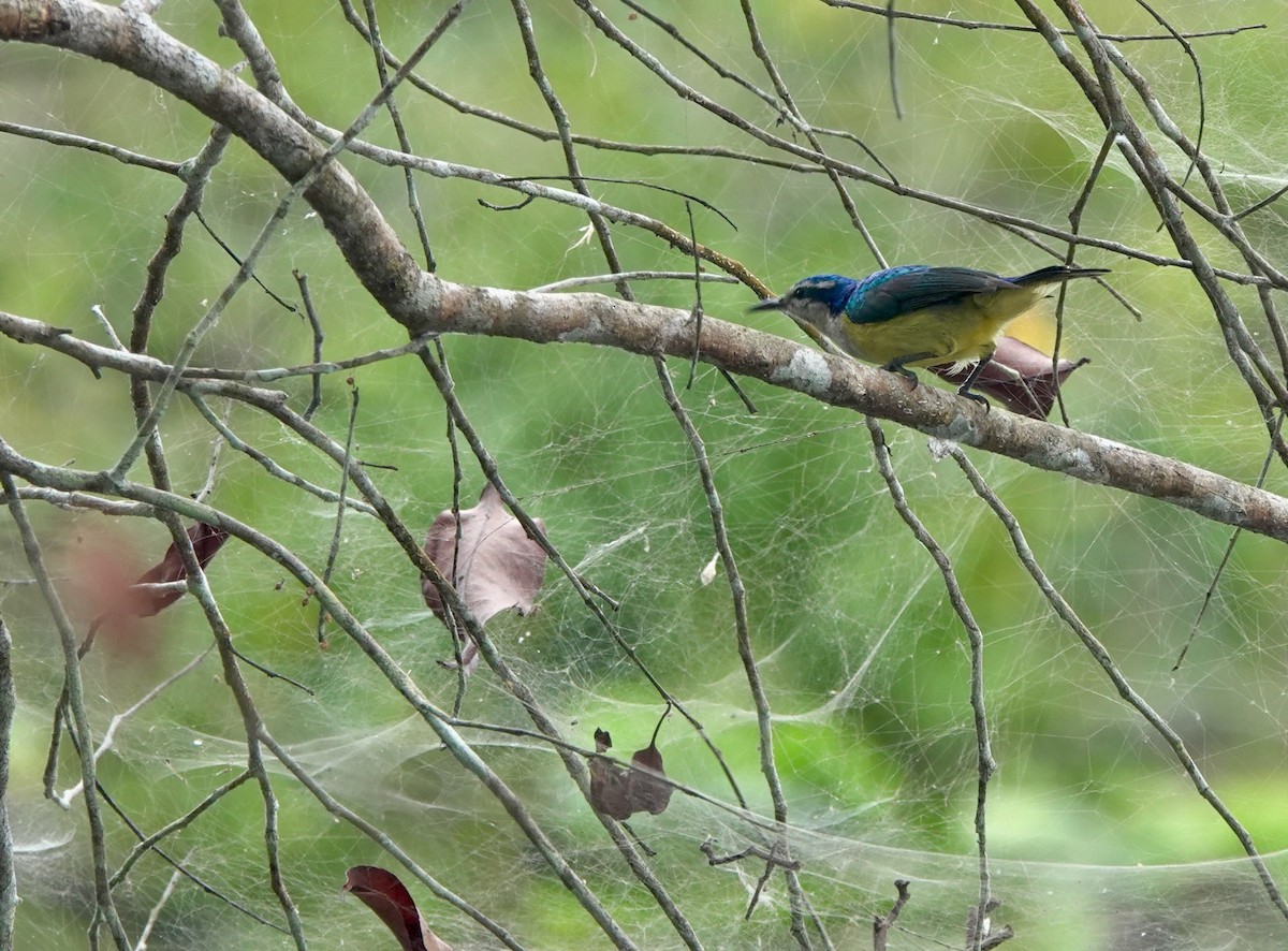 ルリイロコバシタイヨウチョウ - ML645201952