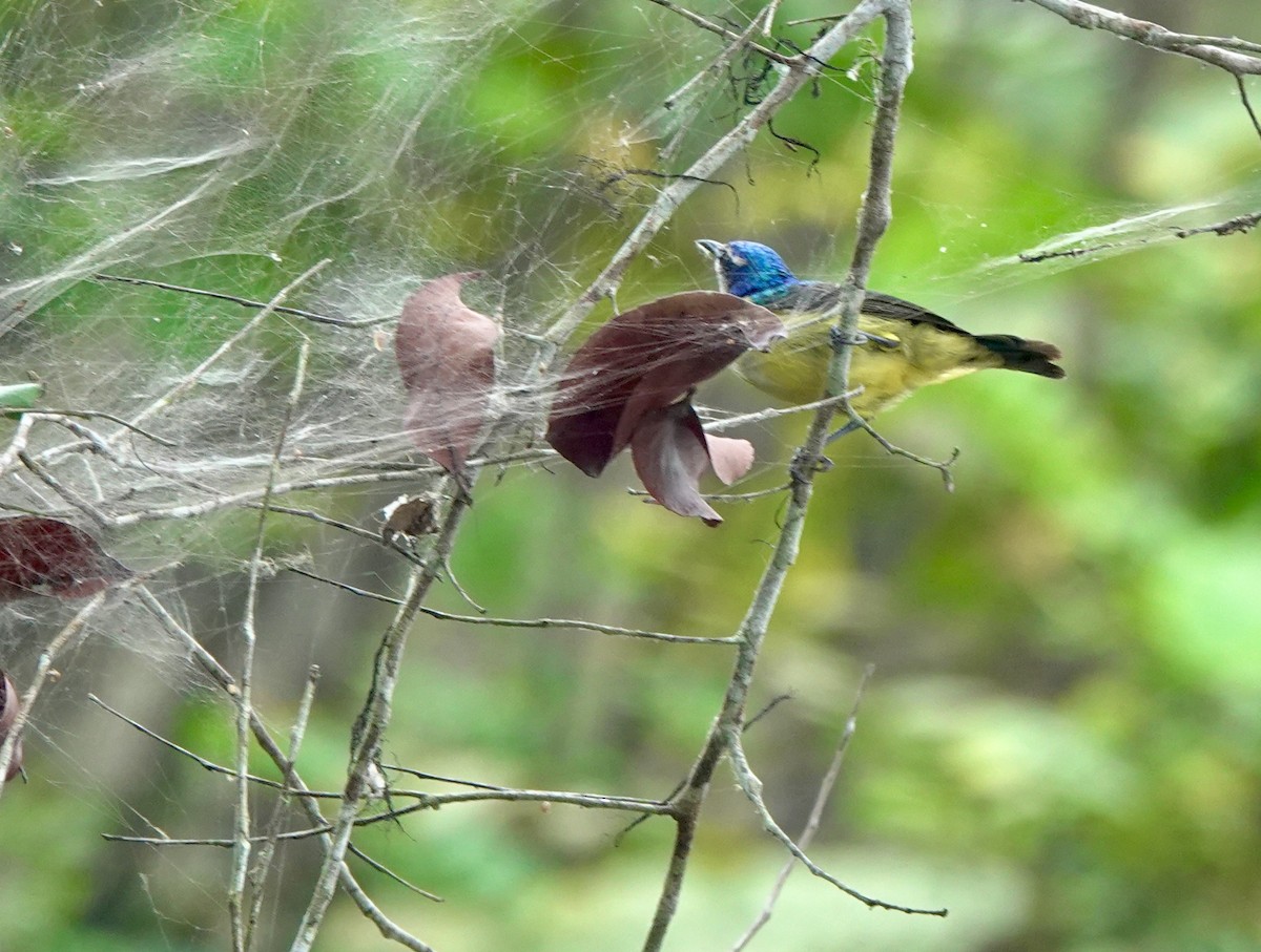 ルリイロコバシタイヨウチョウ - ML645201955