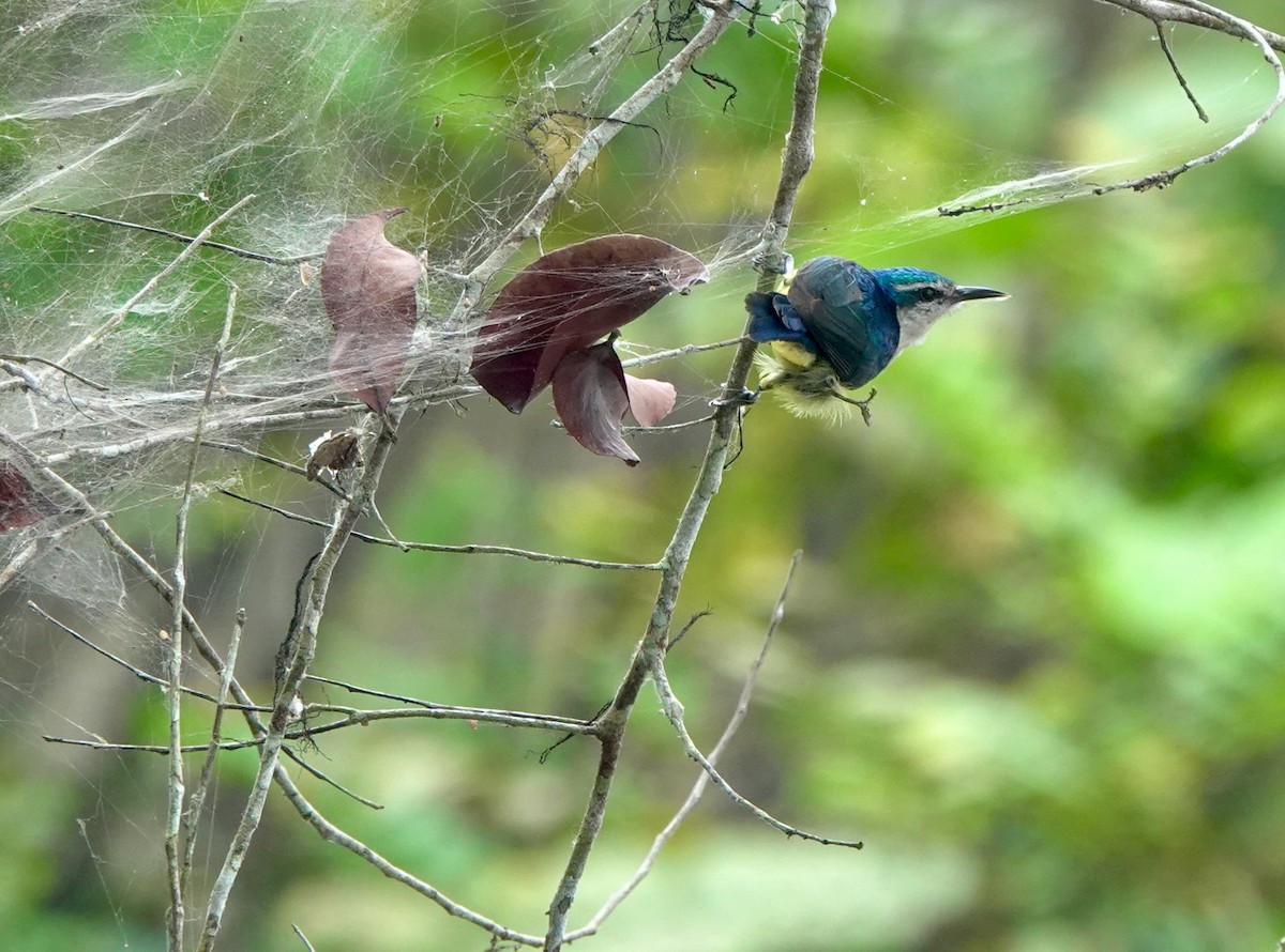 ルリイロコバシタイヨウチョウ - ML645201957