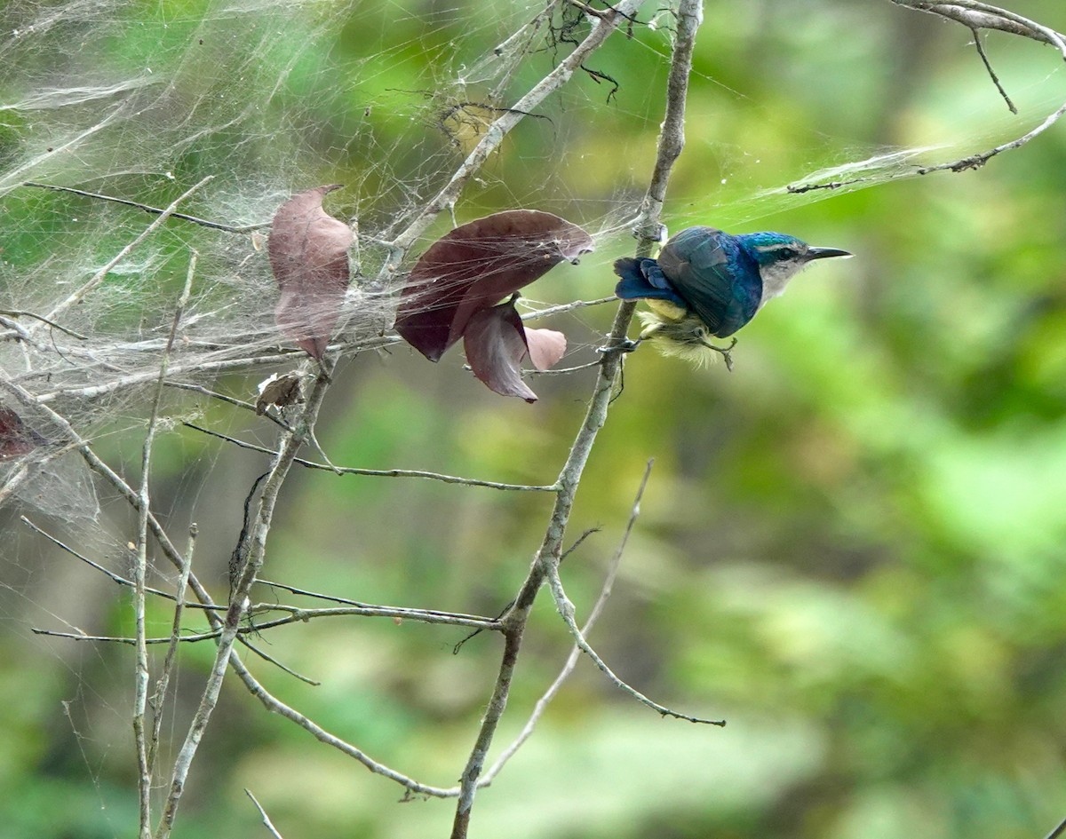 ルリイロコバシタイヨウチョウ - ML645201958